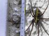 Eratigena sp.